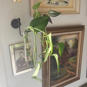 3 for $15 — Golden Pothos Cutting